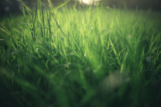 Sommer